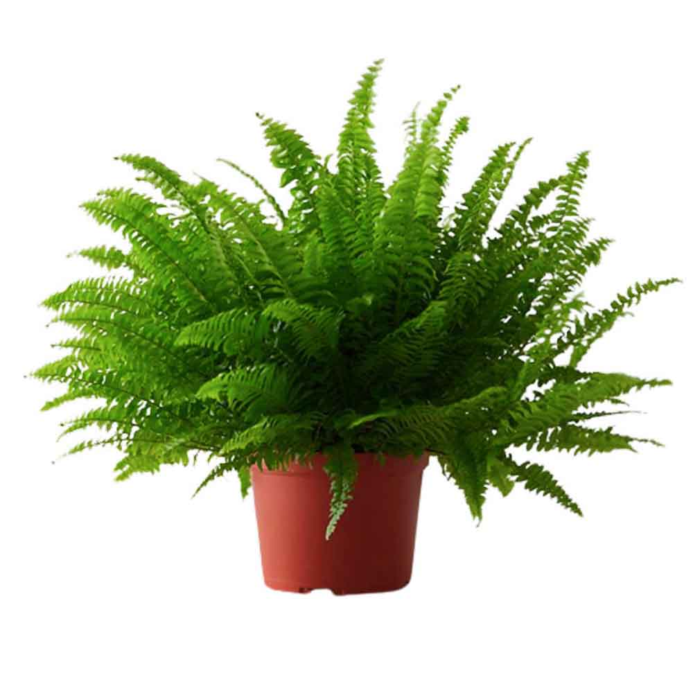 6 گیاه مدل برگدار مدل ۶ - Image 1